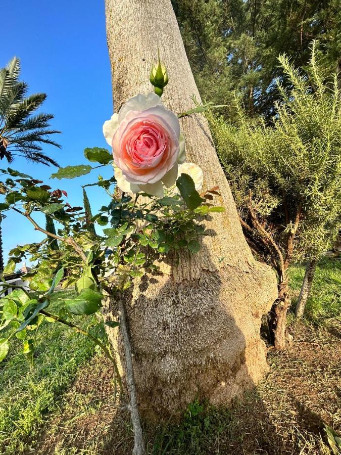 La Finestra Sul Limone Acomodação com café da manhã Castelvetrano Exterior foto