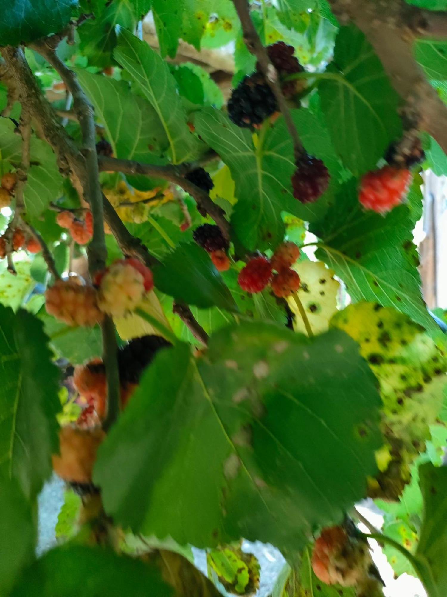 La Finestra Sul Limone Acomodação com café da manhã Castelvetrano Exterior foto